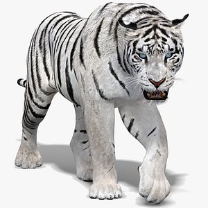 Animated White Tiger