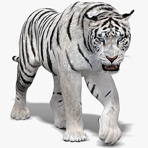 Animated White Tiger