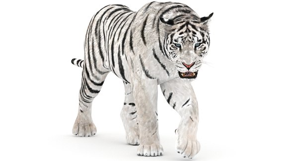 Tigre Branco Grandes Roar Animais Verde Frontal Tela 3d