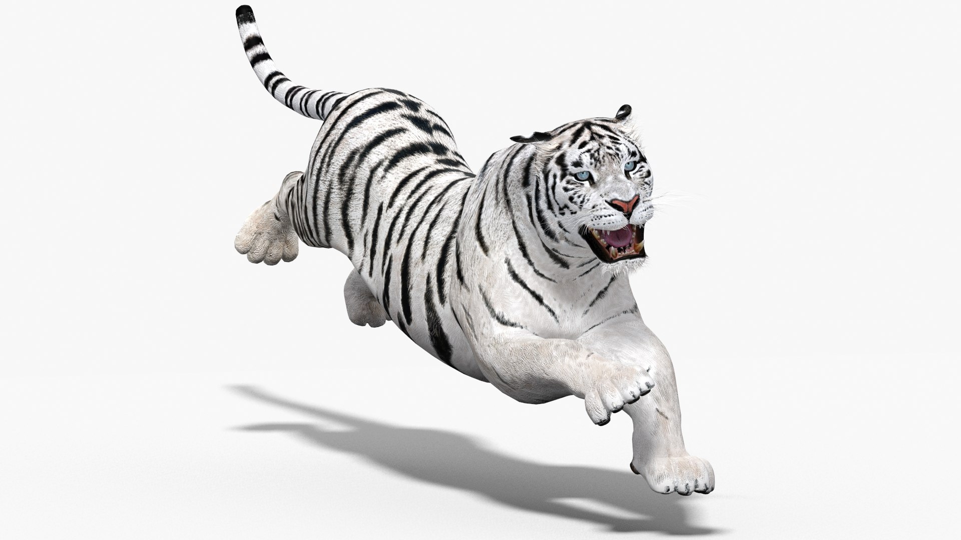 modèle 3D de Modèle Tigre Blanc - TurboSquid 1832184