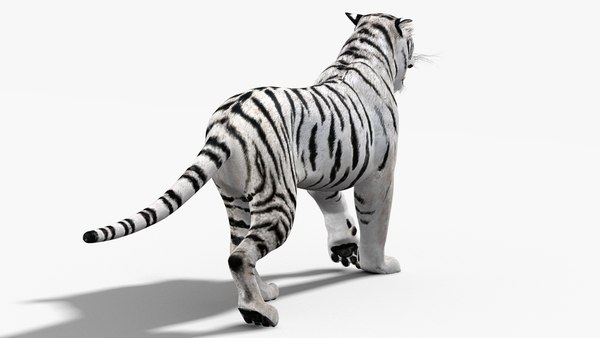 3d White Tiger Animation Turbosquid 1444091