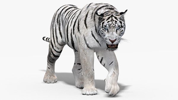 Tigre branco Modelo 3d