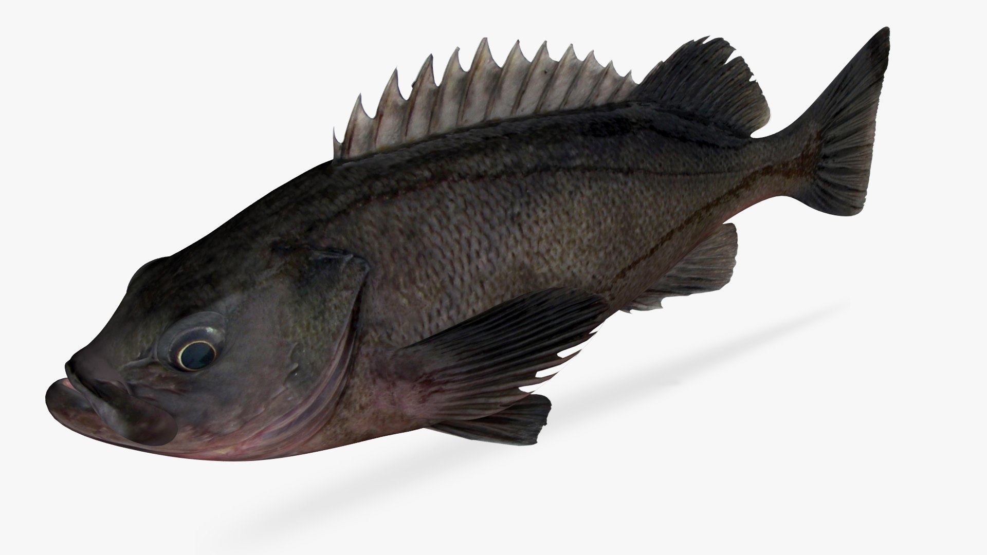 dark rockfish fish 3D model https://p.turbosquid.com/ts-thumb/iK/SWC3AG/4G/4/jpg/1609183067/1920x1080/fit_q87/e3a5177e0558cd522d5d8c3780ef7cc82db1bac6/4.jpg
