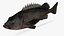Dark Rockfish