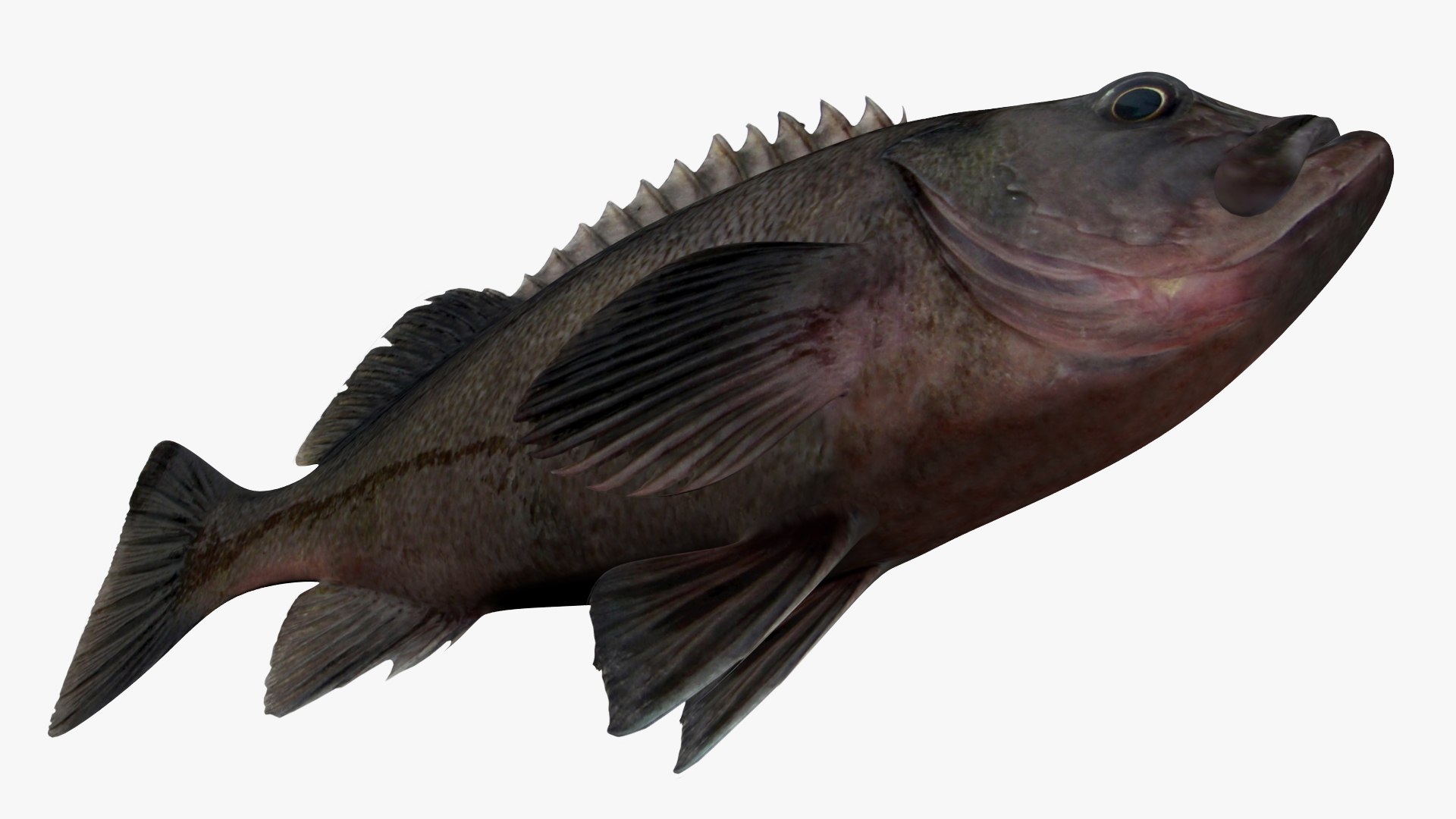 dark rockfish fish 3D model https://p.turbosquid.com/ts-thumb/iK/SWC3AG/HQ/3/jpg/1609183066/1920x1080/fit_q87/13090b00b8e7fc9c192b4519a6eaa359ddb823f9/3.jpg