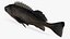 Dark Rockfish
