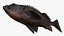 Dark Rockfish
