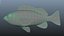 Dark Rockfish