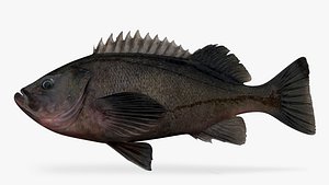 dark rockfish fish 3D model