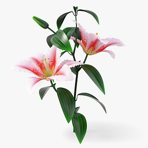 3D realistic pink lily flower model
