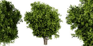 3D model Collection plant vol 527 - blender model