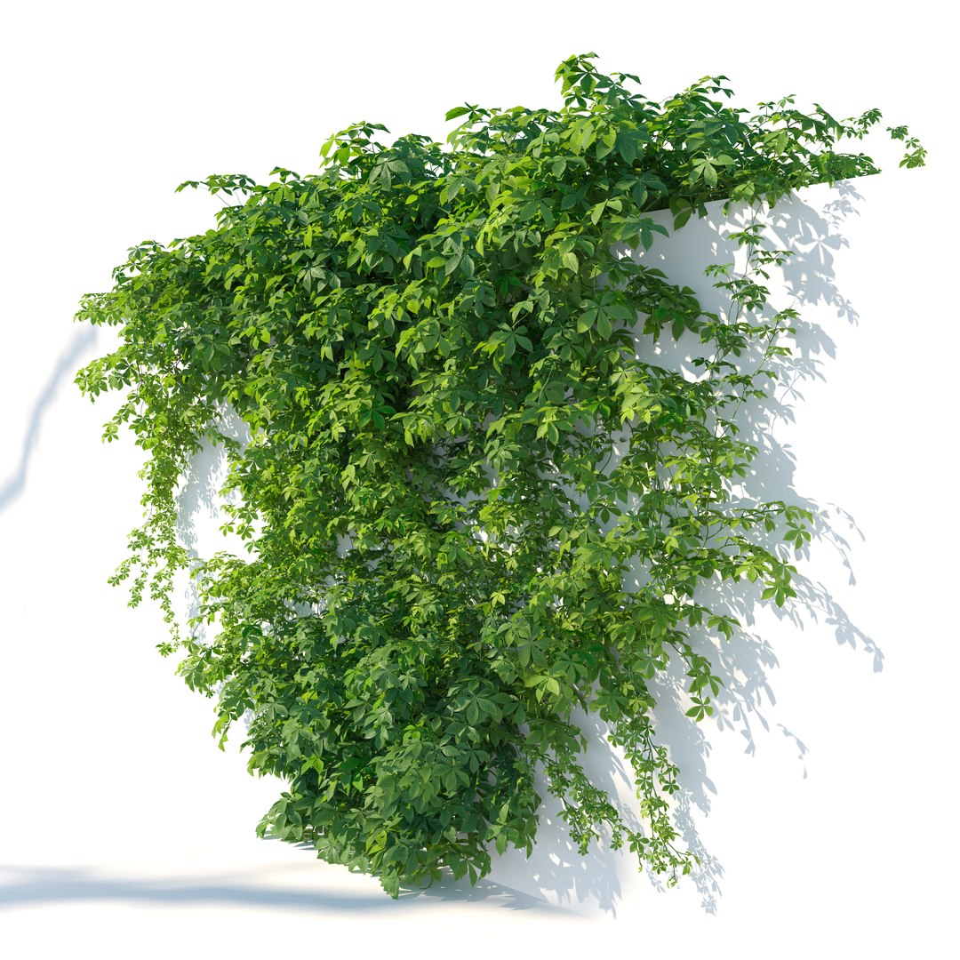 3D Virginia creeper 04 model https://p.turbosquid.com/ts-thumb/iK/fyMVAr/5q/preview6ytr/jpg/1765687923/1920x1080/fit_q87/1efe7eb4948f159f243a5d22f94159be49a56664/preview6ytr.jpg