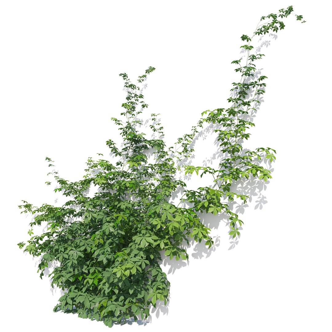 3D Virginia creeper 04 model https://p.turbosquid.com/ts-thumb/iK/fyMVAr/6y/preview4ytr/jpg/1765687919/1920x1080/fit_q87/a13cc4adc491459108009c3f1f277ce056189e47/preview4ytr.jpg