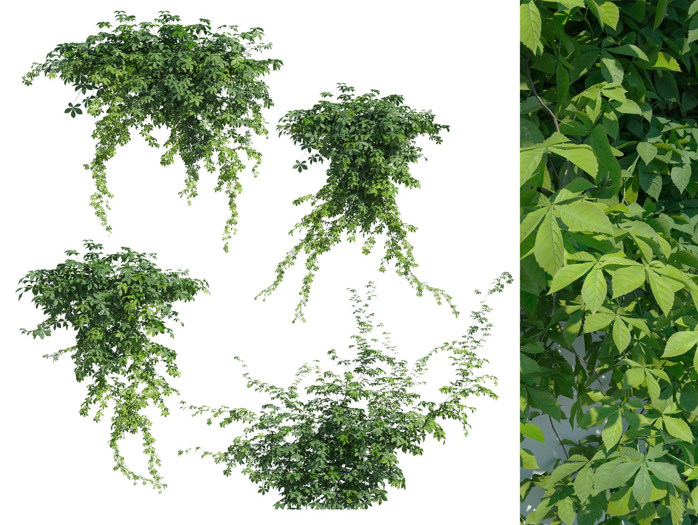 3D Virginia creeper 04 model https://p.turbosquid.com/ts-thumb/iK/fyMVAr/GQ/preview1cgt/jpg/1765687918/1920x1080/fit_q87/e24058ed022ae99e67c460f99bca245205c3a8dd/preview1cgt.jpg