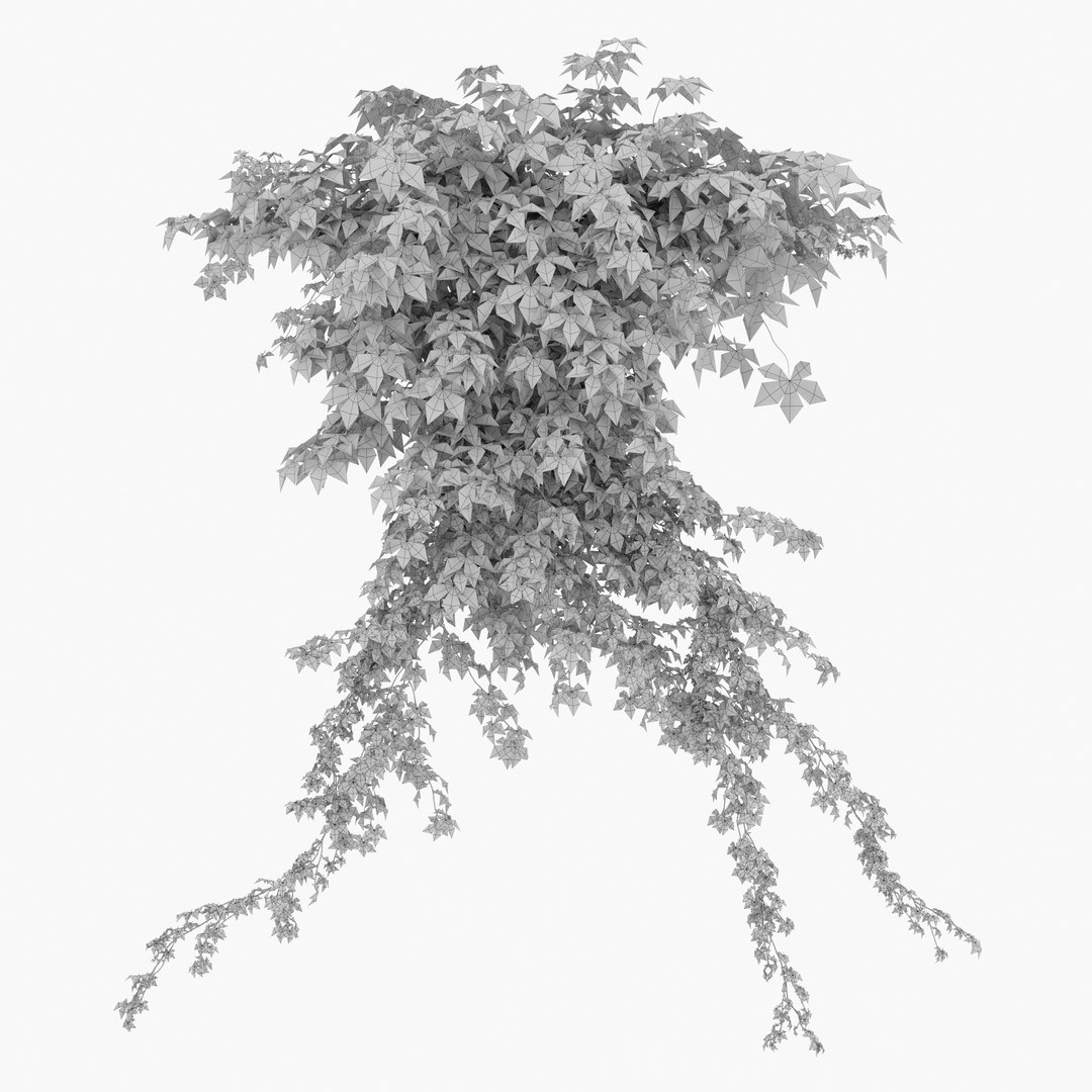 3D Virginia creeper 04 model https://p.turbosquid.com/ts-thumb/iK/fyMVAr/Qx/preview7ytr/jpg/1765687921/1920x1080/fit_q87/fd802c9d6ad0db87aedde595905609fc197d4171/preview7ytr.jpg