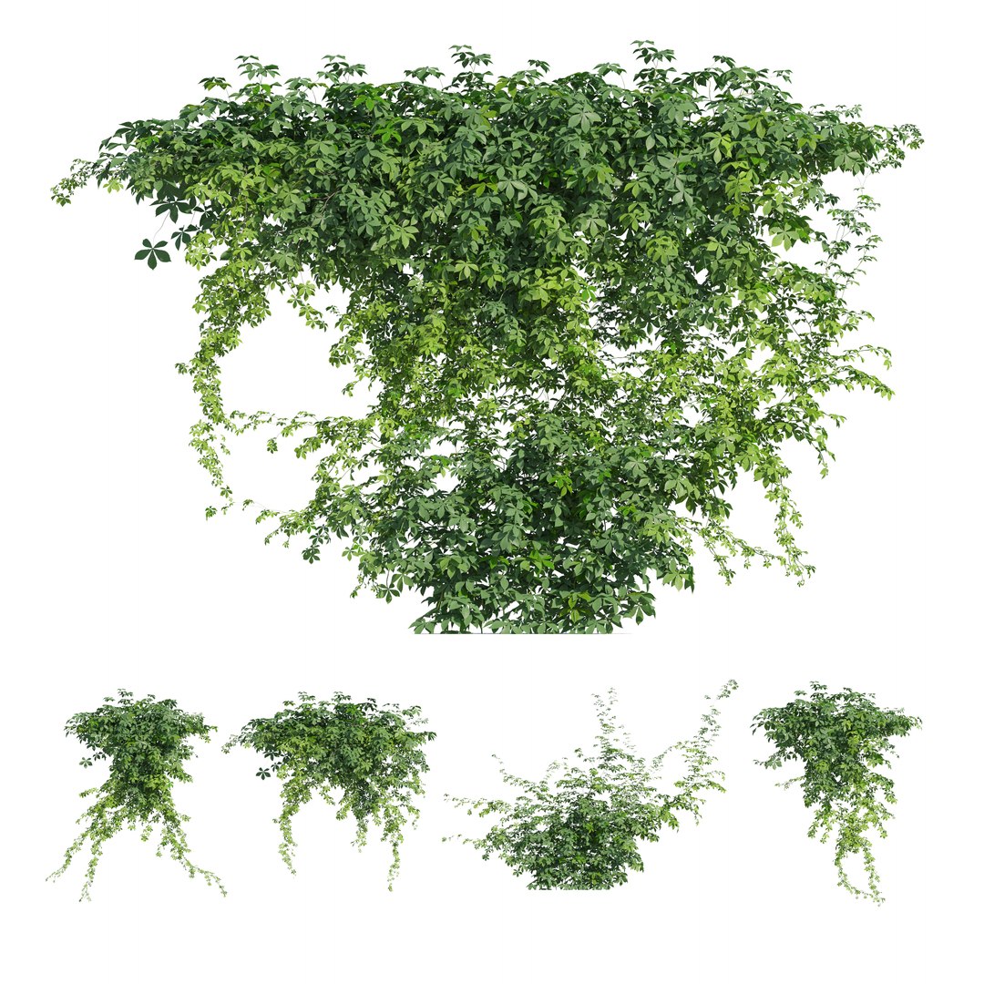 3D Virginia creeper 04 model https://p.turbosquid.com/ts-thumb/iK/fyMVAr/fS/preview3ytr/jpg/1765687919/1920x1080/fit_q87/e37c69fbb939dc4c9af6e4bfa8255b5127973e46/preview3ytr.jpg