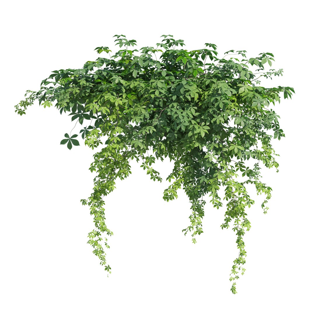 3D Virginia creeper 04 model https://p.turbosquid.com/ts-thumb/iK/fyMVAr/n6/preview2ytr/jpg/1765687918/1920x1080/fit_q87/b6d676b8c074bf9f90c1030743f5f649320ee499/preview2ytr.jpg