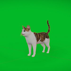 Domestic Shorthair Cat 3D model