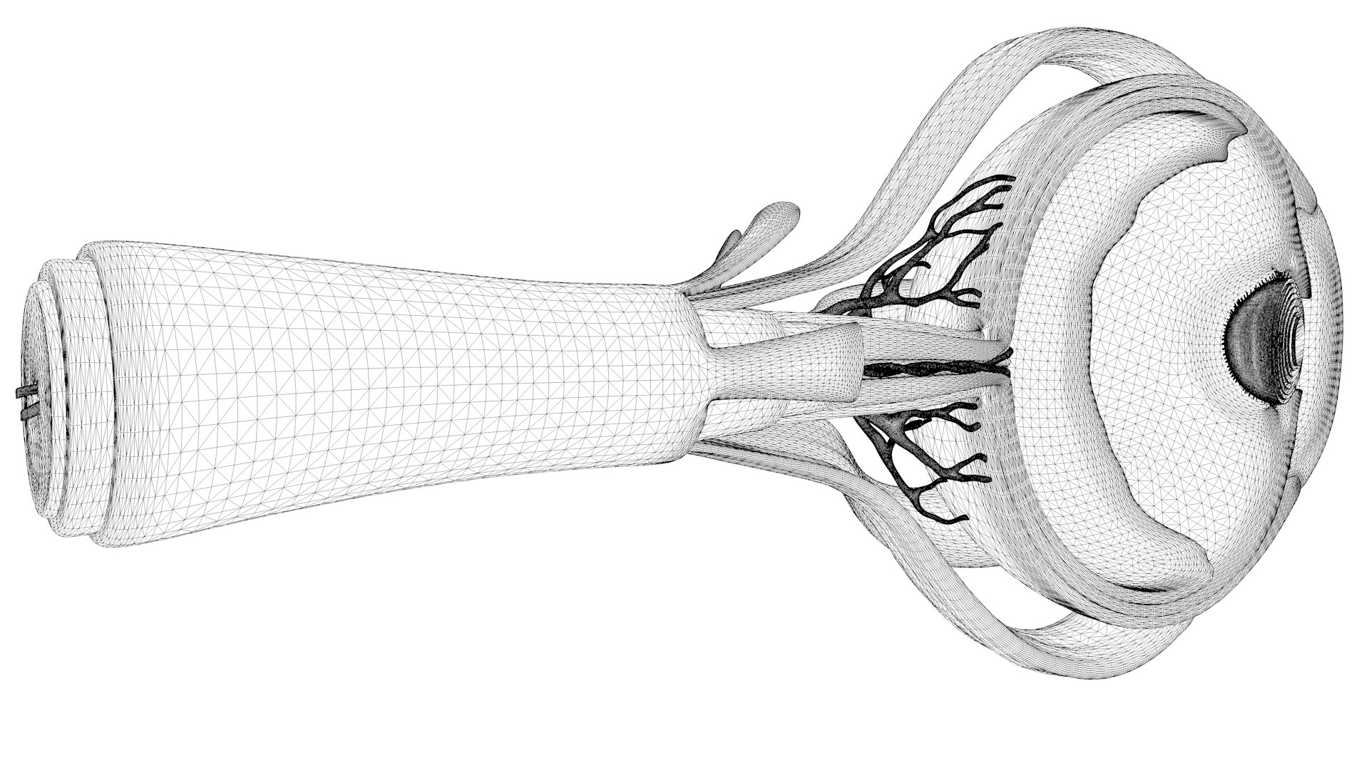 Cross Section Eye Anatomy 3D model https://p.turbosquid.com/ts-thumb/iK/hruPmj/4C/wire3/png/1655654998/1920x1080/fit_q87/82c471f703c9bd739b2c8bef0ecade00471abd4e/wire3.jpg