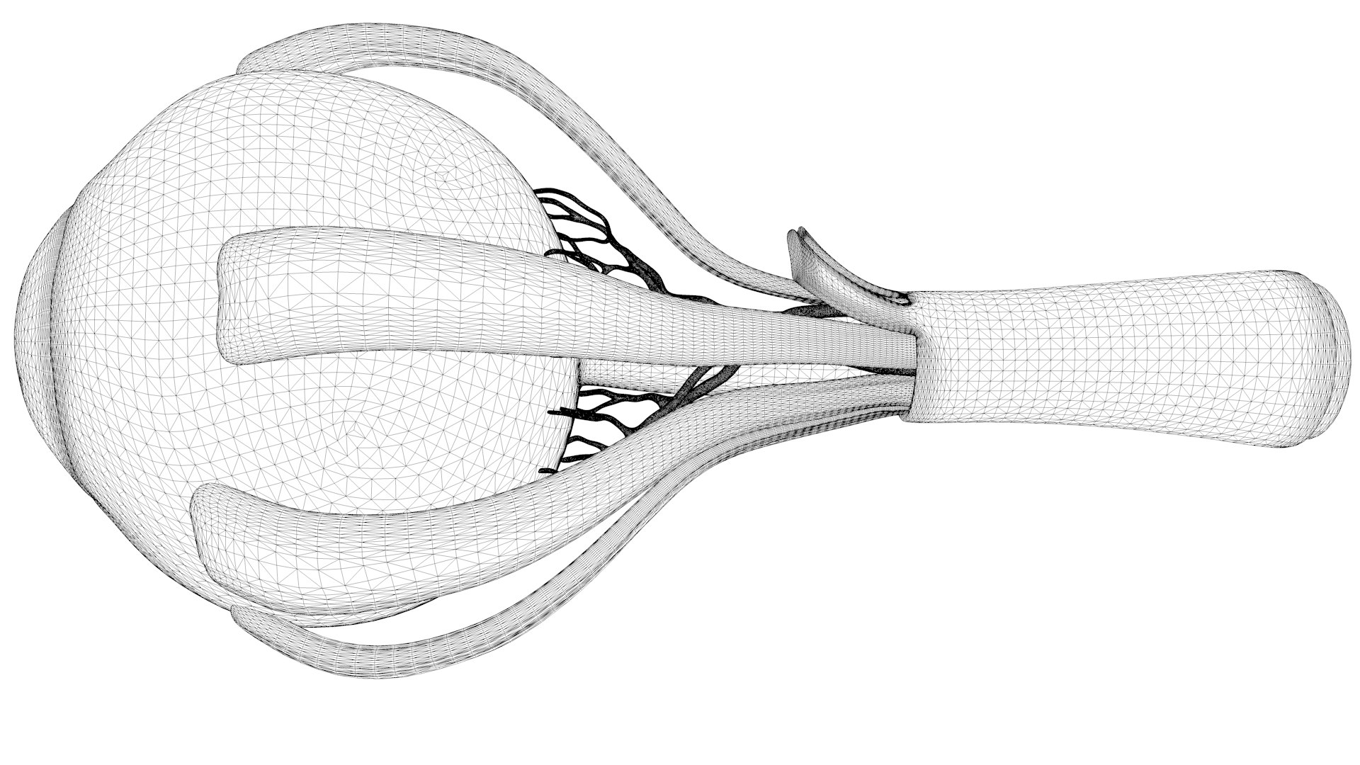 Cross Section Eye Anatomy 3D model https://p.turbosquid.com/ts-thumb/iK/hruPmj/A0/wire2/png/1655654992/1920x1080/fit_q87/f792c6225091cc2c218b3008096aa23f0c05b067/wire2.jpg