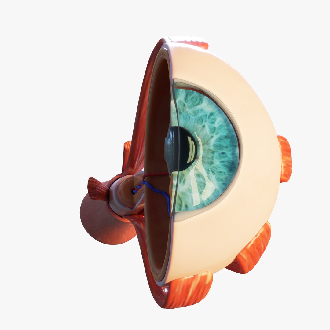 Cross Section Eye Anatomy 3D model https://p.turbosquid.com/ts-thumb/iK/hruPmj/ab/2/png/1659016259/1920x1080/fit_q87/2a082f4b00dd8c844d2b02e016a33d40ec1feb48/2.jpg