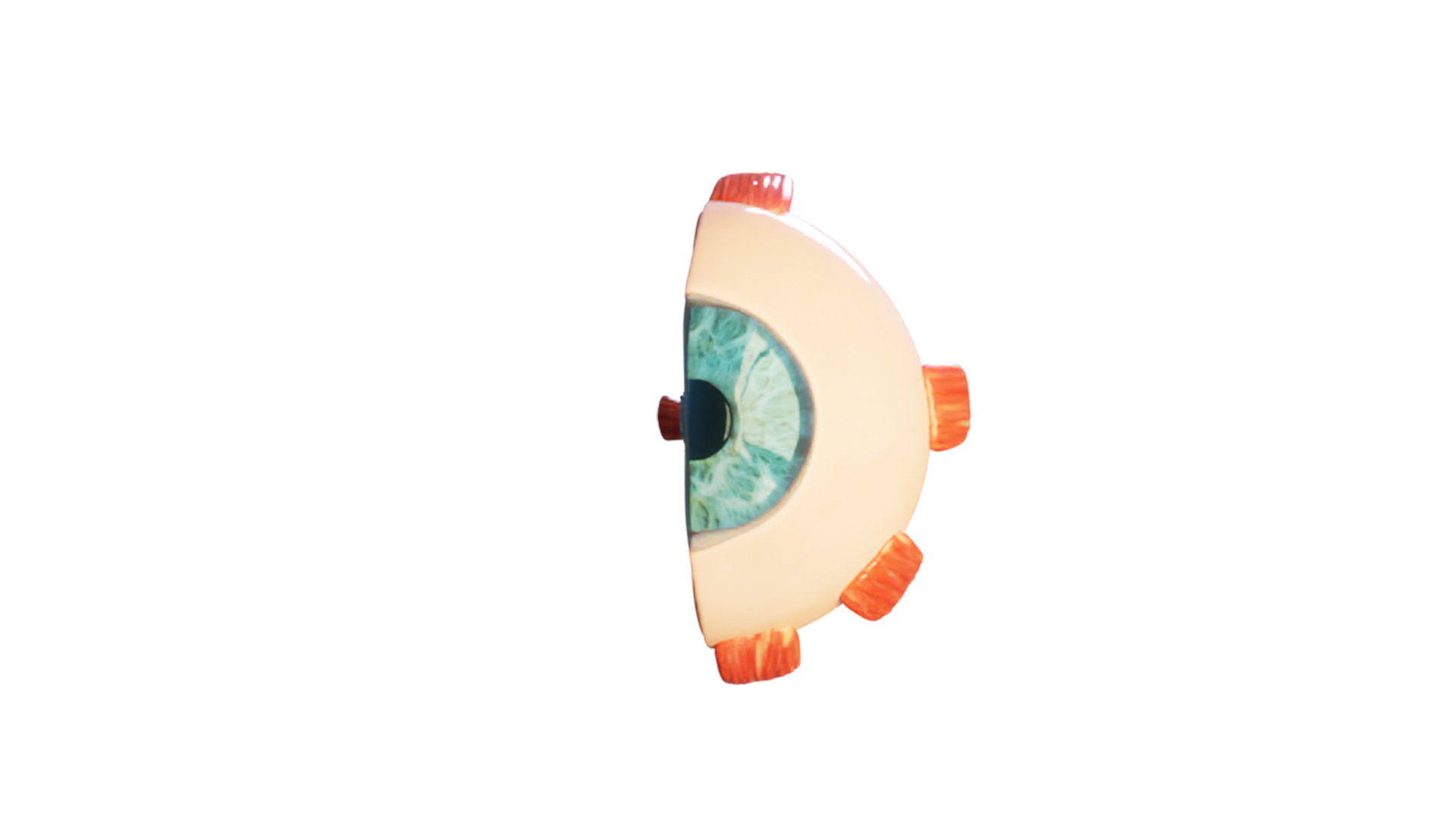 Cross Section Eye Anatomy 3D model https://p.turbosquid.com/ts-thumb/iK/hruPmj/eJ/eyeanatomy/png/1655659772/1920x1080/turn_fit_q99/90b702410798a781e96482230376c8abbbfac60a/eyeanatomy-1.jpg