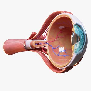 Cross Section Eye Anatomy