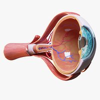 Cross Section Eye Anatomy