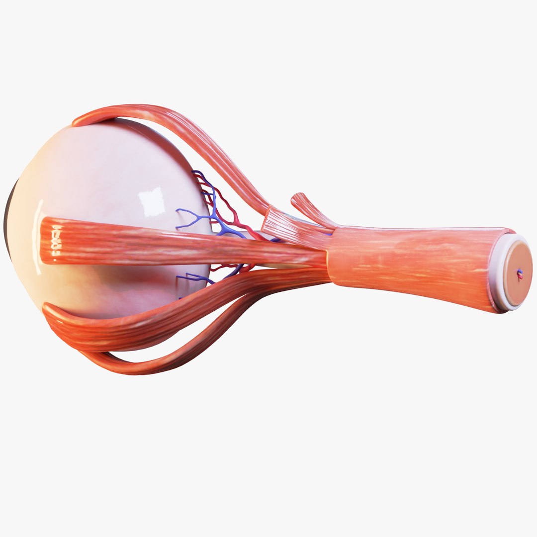 Cross Section Eye Anatomy 3D model https://p.turbosquid.com/ts-thumb/iK/hruPmj/iW/3/png/1659016250/1920x1080/fit_q87/5b868a0fde9cbcca37424c7928d9774df4c7dcb7/3.jpg