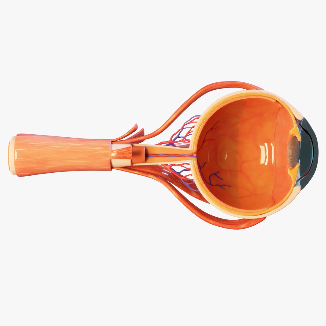 Cross Section Eye Anatomy 3D model https://p.turbosquid.com/ts-thumb/iK/hruPmj/jm/4/png/1659016252/1920x1080/fit_q87/51456df40851d52cc259081491477f23ea898d88/4.jpg