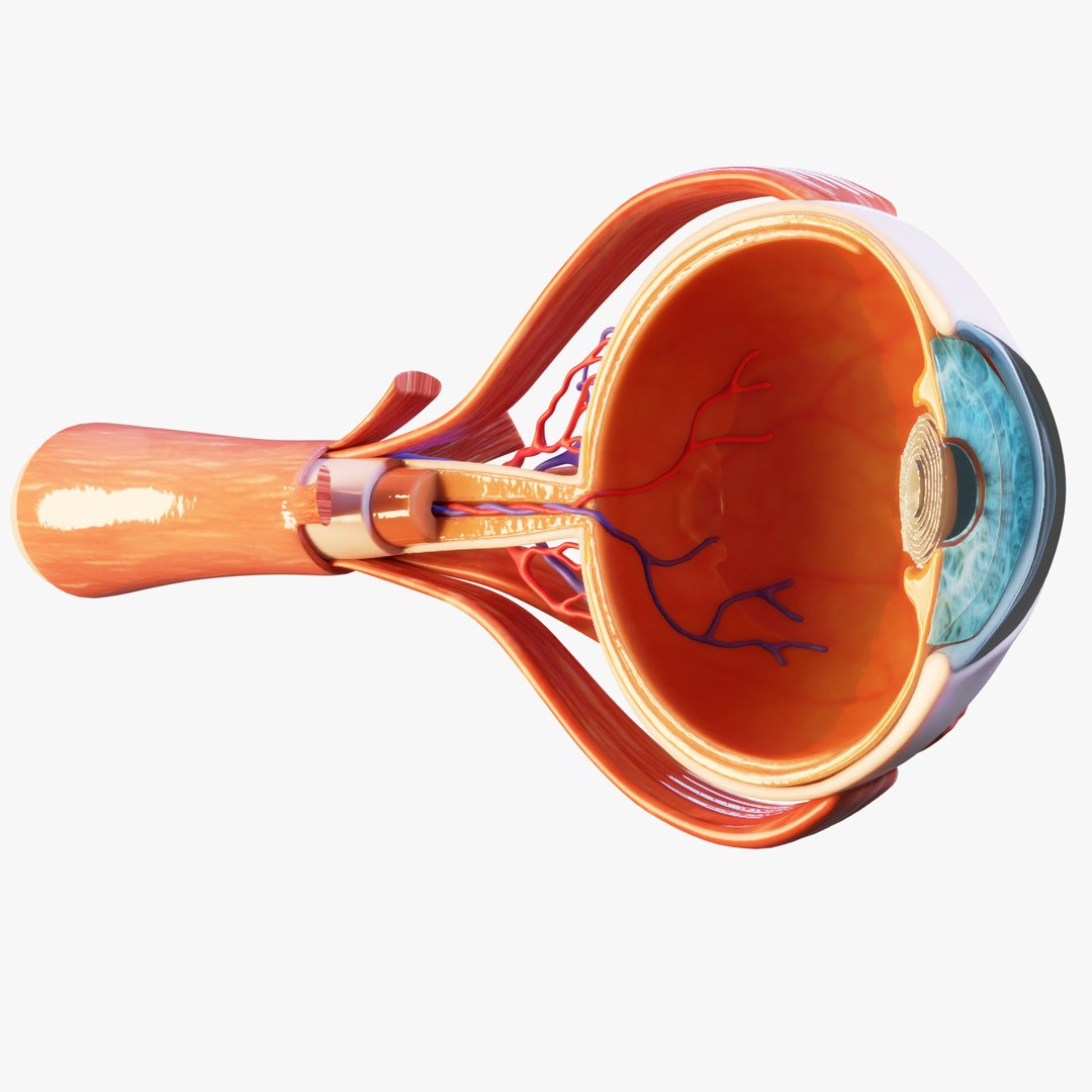 Cross Section Eye Anatomy 3D Model - TurboSquid 1914310