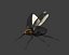 beetle