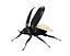 beetle