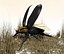 beetle
