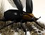 beetle