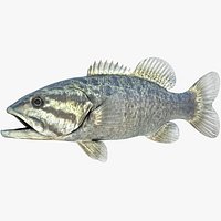 Smallmouth Bass