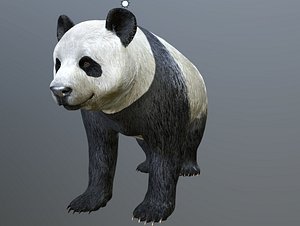3D model panda bear animations