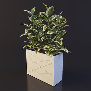 ficus plant pot 3ds