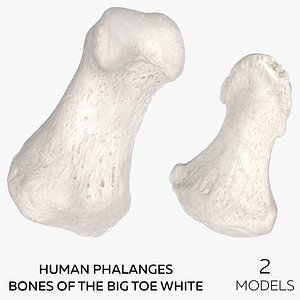 Human Phalanges Bones of the Big Toe White - 2 models