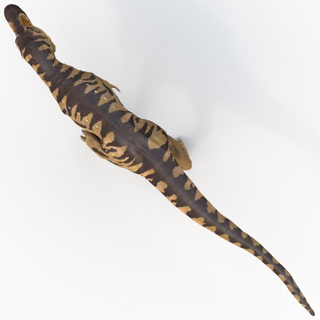 tarbosaurus pose 2 obj https://p.turbosquid.com/ts-thumb/iL/E1ZtpO/dpRW8U4z/tarbosauruspose2_13/jpg/1383287869/1920x1080/fit_q87/6067c7ecd092db63edef0ab6eb13529a4c97c413/tarbosauruspose2_13.jpg