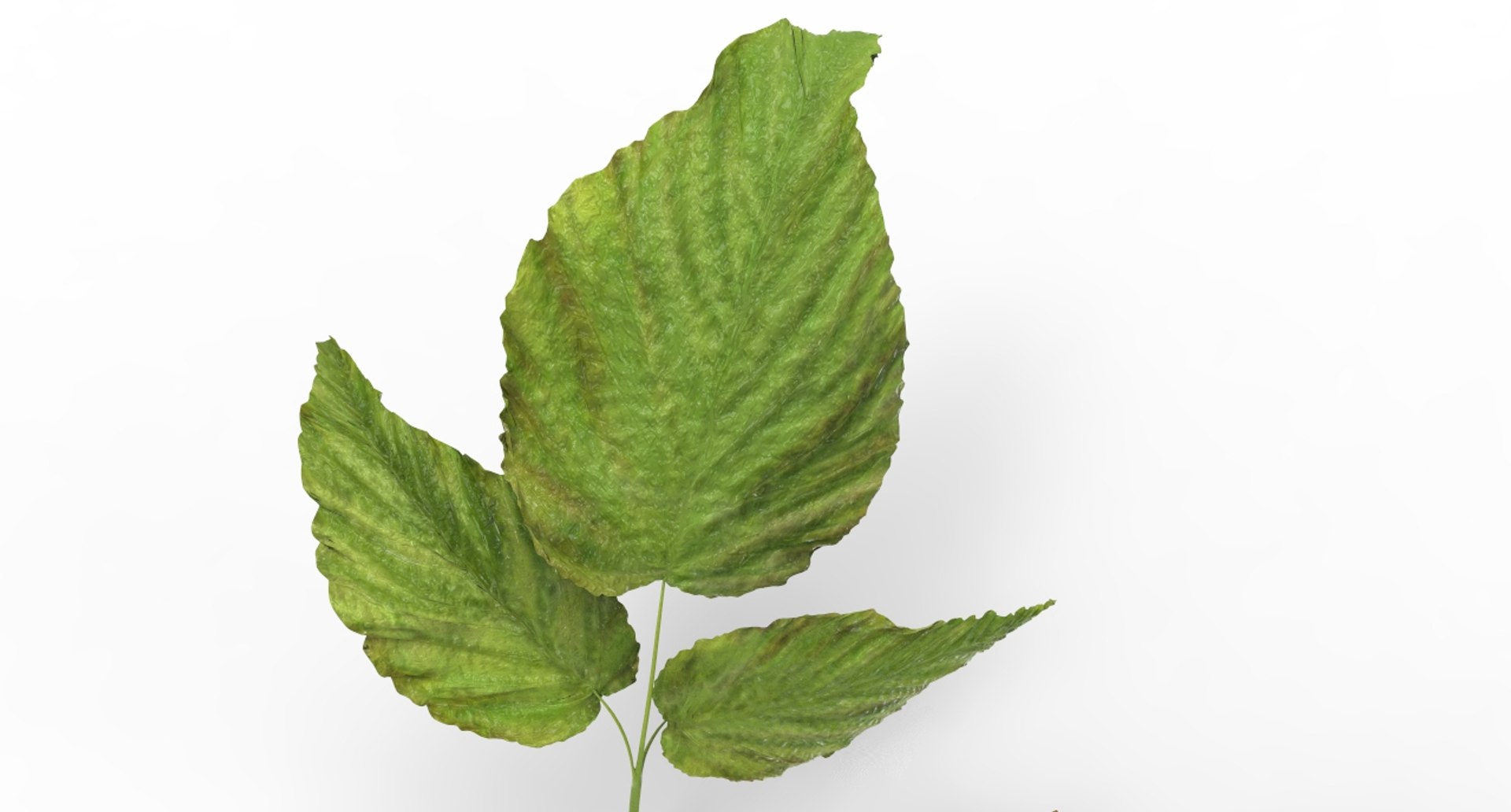 Berry Raspberry 3D Model - TurboSquid 1531394