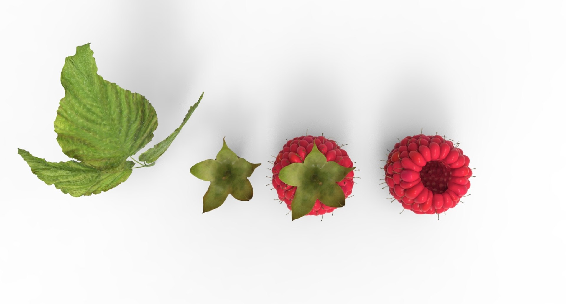 Berry Raspberry 3D Model - TurboSquid 1531394