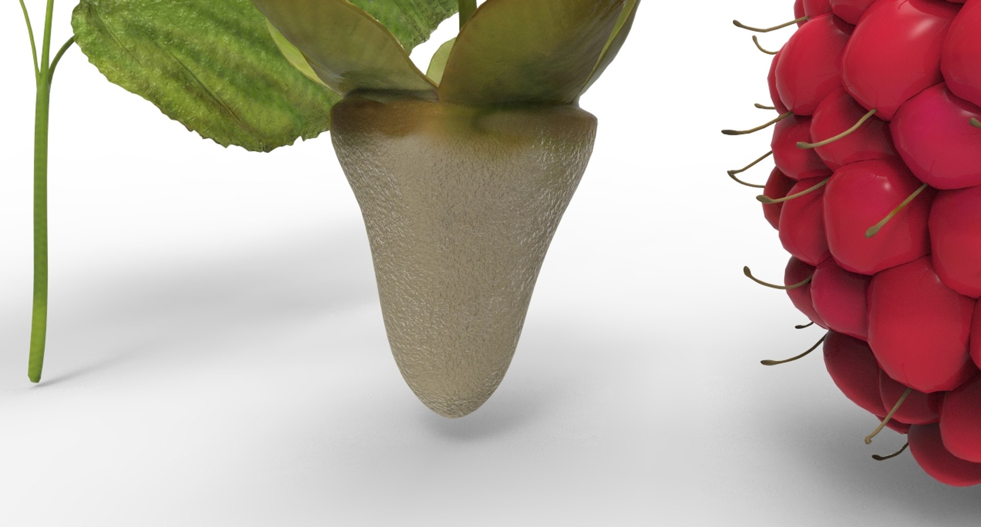 Berry Raspberry 3D Model - TurboSquid 1531394