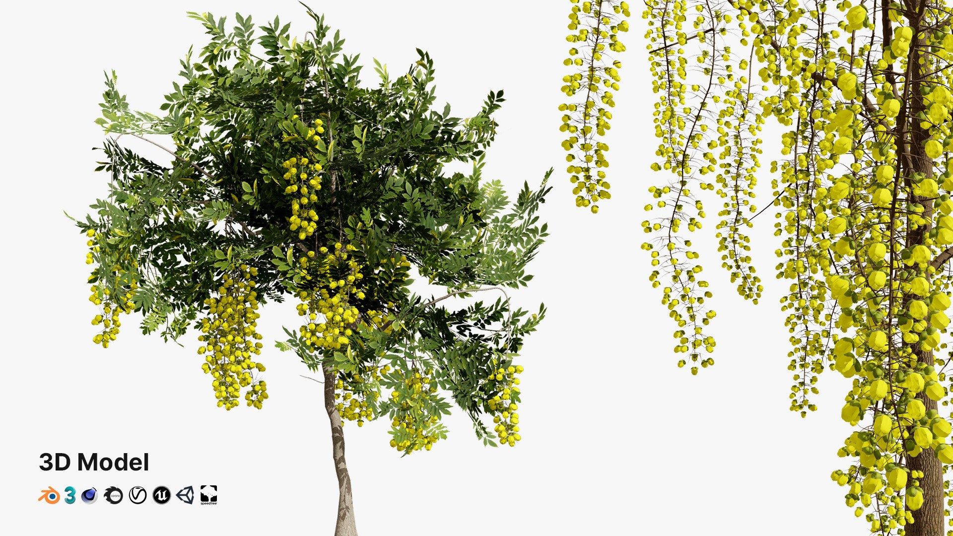 Cassia Fistula Tree Model 3D https://p.turbosquid.com/ts-thumb/iL/V3blQu/lE/01artcover01/jpg/1729175868/1920x1080/fit_q87/81be0f908043927601b298dce79732944a071af6/01artcover01.jpg