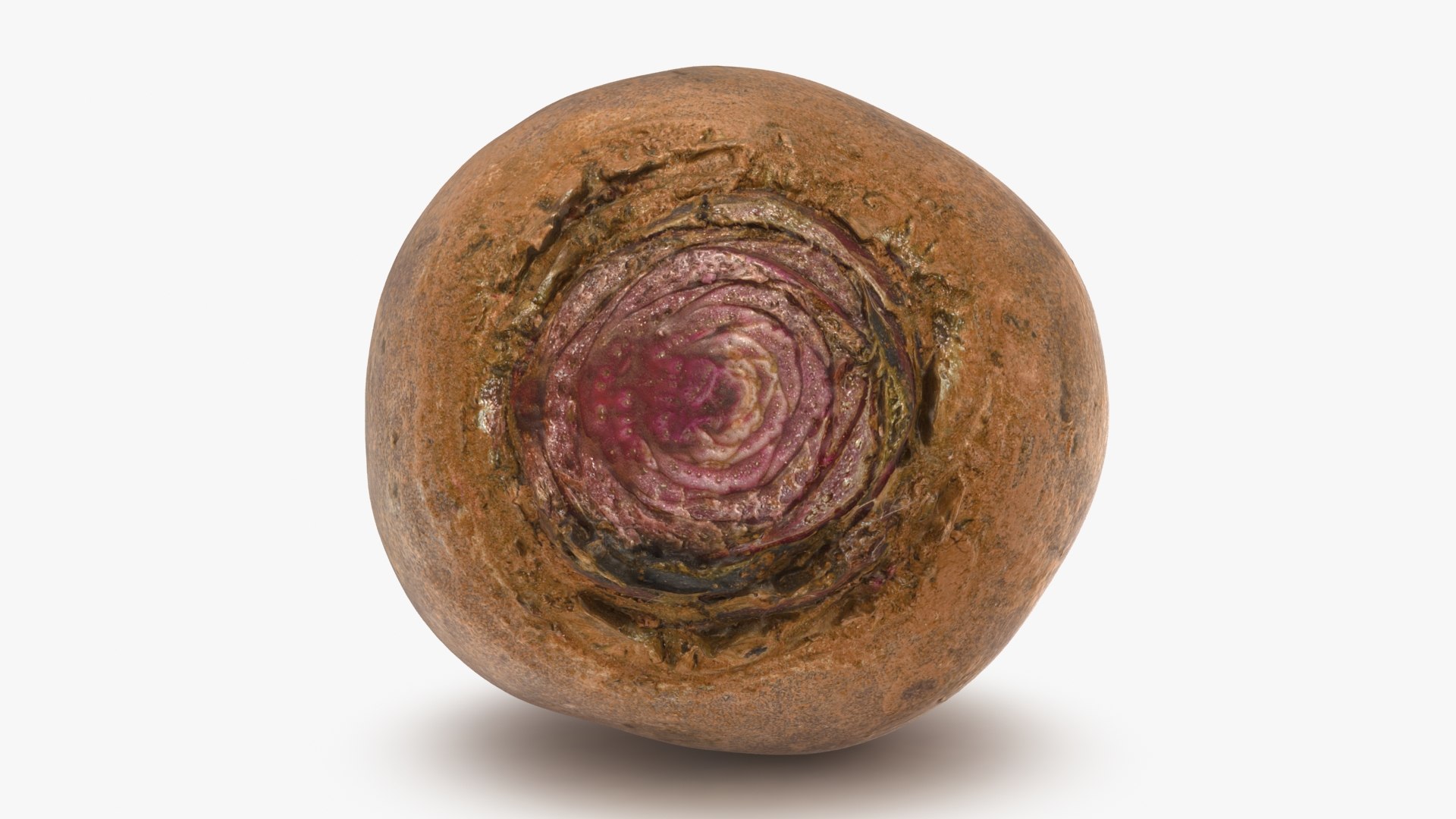 3D Beetroot https://p.turbosquid.com/ts-thumb/iL/abtfRG/OV/beetroot_b0018/jpg/1651065826/1920x1080/fit_q87/37784655813354046c4839555d32769fc7592058/beetroot_b0018.jpg
