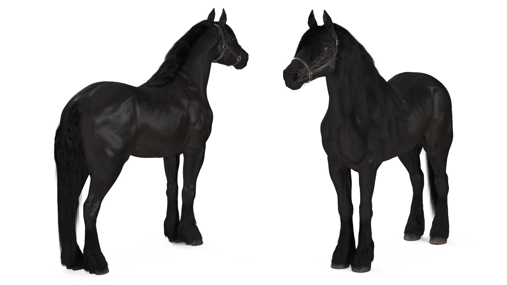 3D Friesian Horse Fur Rigged model https://p.turbosquid.com/ts-thumb/iL/sXHC7K/8o/friesianhorsefurriggedvray3dmodel008/jpg/1706839010/1920x1080/fit_q87/7041108fc3b2f3f0e7970dc4546133619c25b930/friesianhorsefurriggedvray3dmodel008.jpg