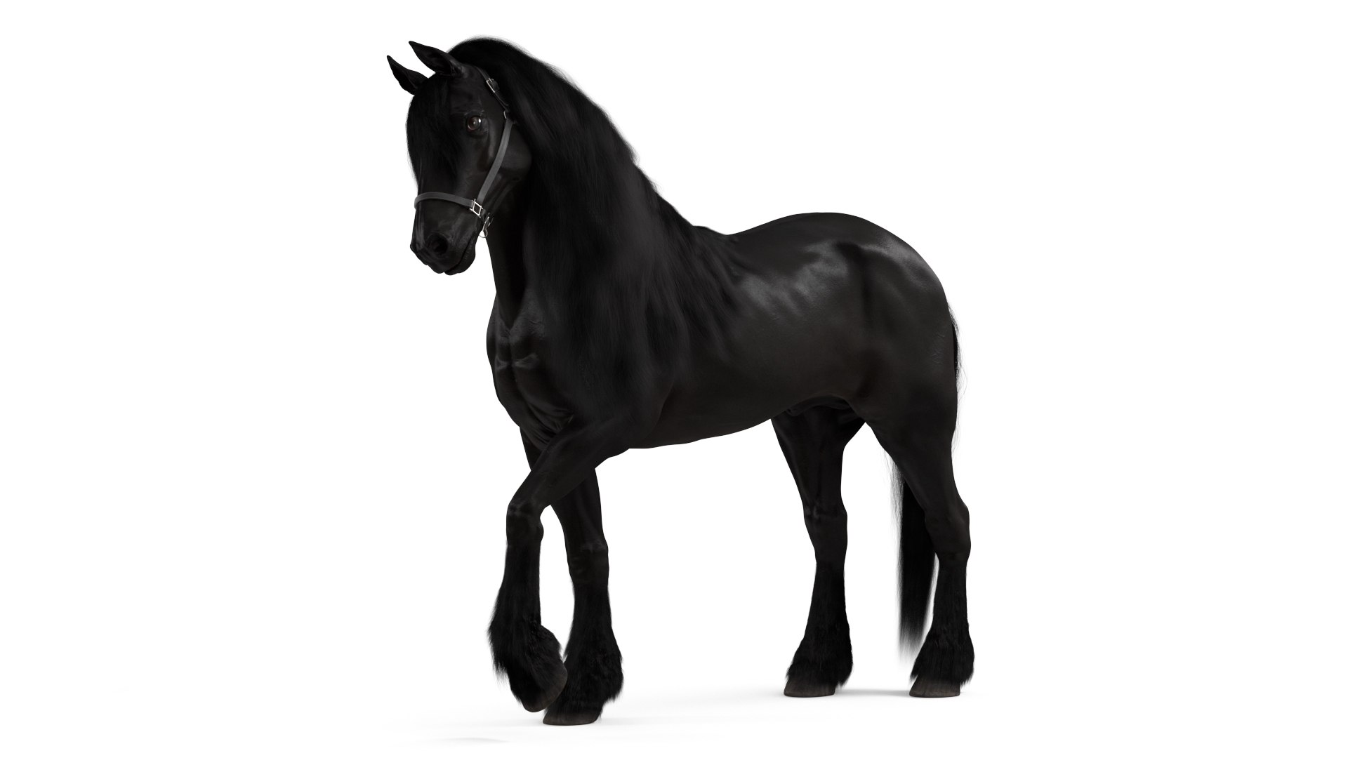 3D Friesian Horse Fur Rigged model https://p.turbosquid.com/ts-thumb/iL/sXHC7K/DY/reproduction__friesian_horse_fur_rigged_001/jpg/1713186873/1920x1080/fit_q87/596e3ff2f14b2ad0f353c6a889cd56665260d32e/reproduction__friesian_horse_fur_rigged_001.jpg
