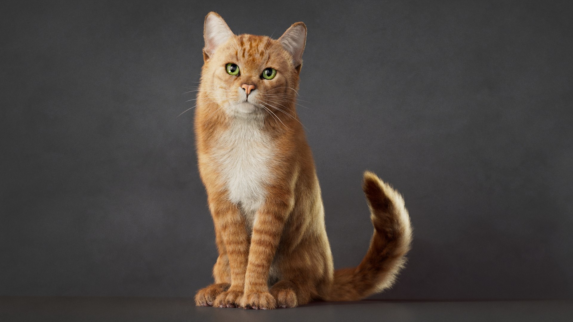 Orange Tabby Cat 2026 RIG Orange Tabby XGEN Model - TurboSquid 2528744