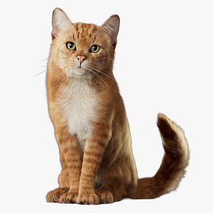 Cat 2026 RIG Orange Tabby   XGEN model