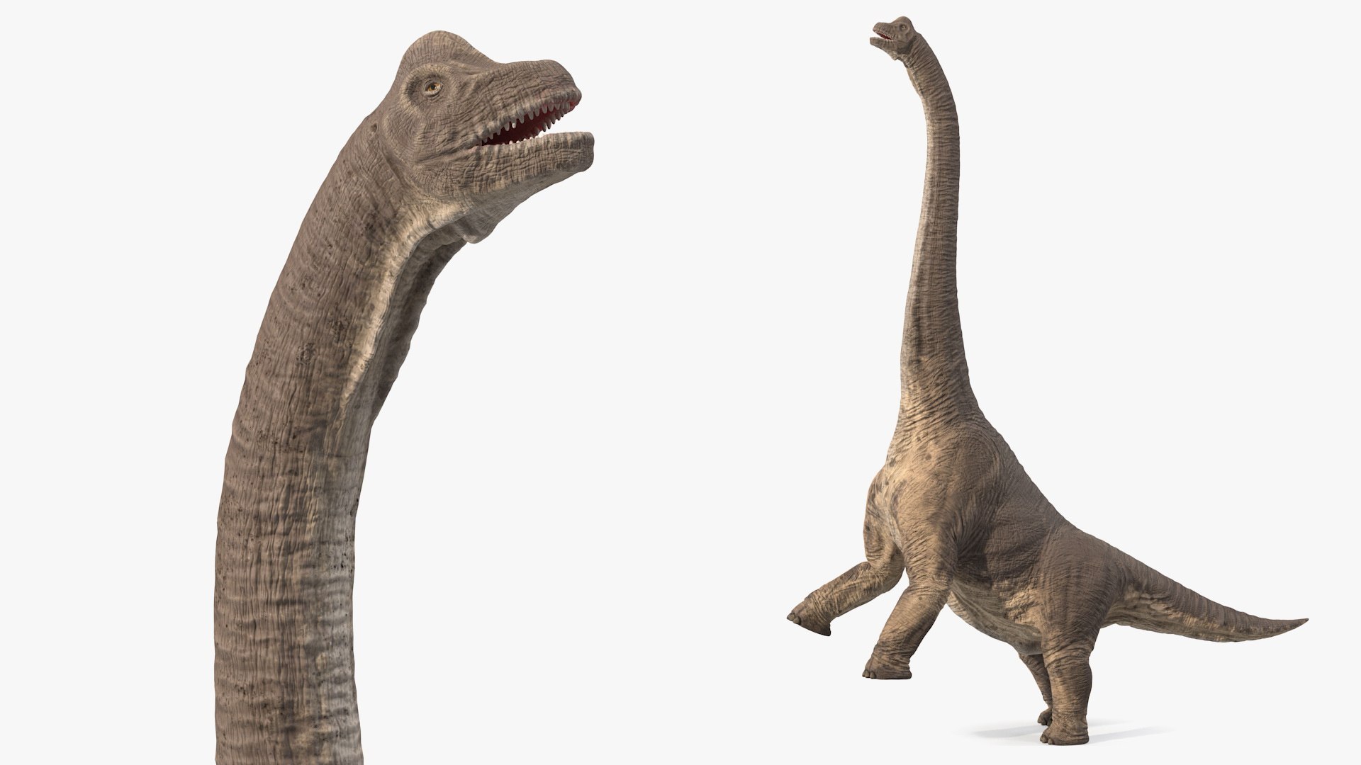 Brachiosaurus Dinosaur Rigged 3D https://p.turbosquid.com/ts-thumb/iM/GF3xCy/6u/brachiosaurus_dinosaur_rigged_010/jpg/1743771421/1920x1080/fit_q87/2ce1d3662ff1fdf1311af5c879f096bfb57b7be4/brachiosaurus_dinosaur_rigged_010.jpg